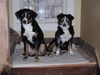 Appenzeller Sennenhund Foto: Dexter und Laika helfen beim renovieren (ID 30705) Appenzeller Sennenhund Hund