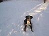 Appenzeller Sennenhund Foto: Laika im Schnee (ID 37044) Appenzeller Sennenhund Hund