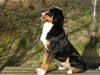 Appenzeller Sennenhund Foto: Basko passt auf ! (ID 37617) Appenzeller Sennenhund Hund
