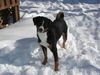 Appenzeller Sennenhund Foto: Laika denkt schoen wieder an Schnee! (ID 39733) Appenzeller Sennenhund Hund