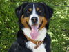 Appenzeller Sennenhund Foto: Basko (ID 40144) Appenzeller Sennenhund Hund