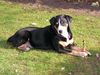 Appenzeller Sennenhund Foto: mein Hund heisst Luna, sie ist ein AppenzellerSennenhund. (ID 20332) Appenzeller Sennenhund Hund