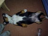 Appenzeller Sennenhund Foto: Ich bin ja soooooooooo müde (ID 27769) Appenzeller Sennenhund Hund