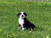 Appenzeller Sennenhund Foto: Tamira, 9 Wochen alt (ID 3650) Appenzeller Sennenhund Hund