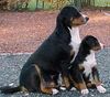 Appenzeller Sennenhund Foto: Mother XANTI & Daughter ZORA (ID 1763) Appenzeller Sennenhund Hund