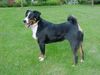 Appenzeller Sennenhund Foto: ZORA von Längsten Ort (ID 2260) Appenzeller Sennenhund Hund