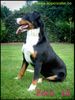 Appenzeller Sennenhund Foto (ID 9704) Appenzeller Sennenhund Hund
