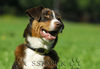 Appenzeller Sennenhund Foto: Appenzeller Sennenhund havannabraun (ID 34178) Appenzeller Sennenhund Hund
