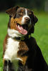 Appenzeller Sennenhund Foto: Falco (ID 34649) Appenzeller Sennenhund Hund