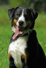 Appenzeller Sennenhund Foto: Falco (ID 34650) Appenzeller Sennenhund Hund