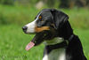 Appenzeller Sennenhund Foto: Falco (ID 34651) Appenzeller Sennenhund Hund