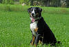 Appenzeller Sennenhund Foto: Falco (ID 34652) Appenzeller Sennenhund Hund