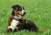 Appenzeller Sennenhund Foto: Falco (ID 34654) Appenzeller Sennenhund Hund
