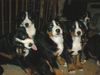 Appenzeller Sennenhund Foto: das sind junge appenzeller sennenhund...sind auf dem bild müde aber total glücklich! (ID 10973) Appenzeller Sennenhund Hund