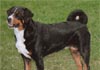 Appenzeller Sennenhund Foto (ID 32) Appenzeller Sennenhund Hund