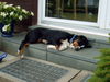 Appenzeller Sennenhund Foto: Bruno (ID 24262) Appenzeller Sennenhund Hund