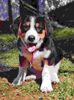 Appenzeller Sennenhund Foto: Balu der Bär (ID 9548) Appenzeller Sennenhund Hund