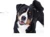 Appenzeller Sennenhund Foto: mein kleiner Teufel (ID 32046) Appenzeller Sennenhund Hund