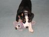 Appenzeller Sennenhund Foto: Tamira, 3 Monate alt (ID 4364) Appenzeller Sennenhund Hund
