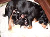 Appenzeller Sennenhund Foto: ganzfrisch-.Welpen-5 Stck. WT.27.11.09 (ID 45325) Appenzeller Sennenhund Hund