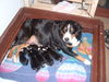 Appenzeller Sennenhund Foto: Flora N-Wurf 6.12.10 (ID 46182) Appenzeller Sennenhund Hund