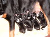 Appenzeller Sennenhund Foto: N-Wurf Flora v.Larsenn 05.12.10 (ID 46179) Appenzeller Sennenhund Hund