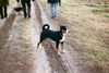 Appenzeller Sennenhund Foto: hier camillo, schon etwas größer.... (ID 1335) Appenzeller Sennenhund Hund