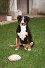 Appenzeller Sennenhund Foto: uff.... (ID 1336) Appenzeller Sennenhund Hund