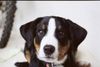 Appenzeller Sennenhund Foto: mein camillo, ca. 4 monate alt (ID 1320) Appenzeller Sennenhund Hund