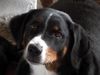 Appenzeller Sennenhund Foto: Kessy erreicht mit diesem Blick beinahe alles ..... (ID 1718) Appenzeller Sennenhund Hund