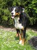 Appenzeller Sennenhund Foto: Mein 1 1/2 jähriger Rüde (ID 33419) Appenzeller Sennenhund Hund