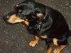Appenzeller Sennenhund Foto: Ich bin Merlin ob ich ein reiner Appenzeller bin weiß ich nicht (ID 33294) Appenzeller Sennenhund Hund