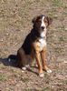 Appenzeller Sennenhund Foto: Appenzeller-Mix Arko, einfach nur lieb !!! (ID 3746) Appenzeller Sennenhund Hund