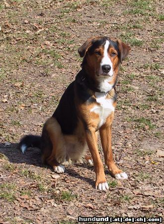 Appenzeller Sennenhund Hunde Foto 3746 Appenzeller Sennenhund Appenzeller-Mix Arko, einfach nur lieb !!!