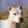 Dogo Argentino, Argentinische Dogge