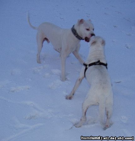 Dogo Argentino Hunde Foto 20780 in höherer Auflösung ansehen Dogo Argentino Spielspaß im Schnee