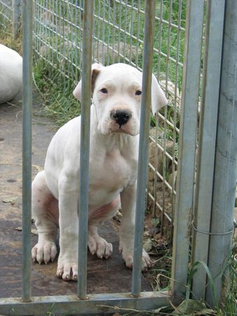 Dogo Argentino Hunde Foto 26877 in höherer Auflösung ansehen Dogo Argentino De La Belleza Blanca