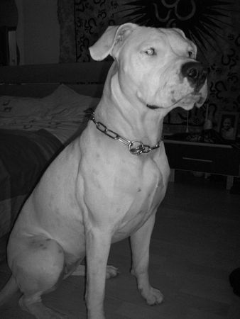 Dogo Argentino donna 