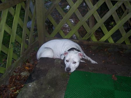 Dogo Argentino meine süsse lilly