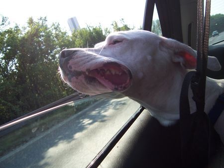 Dogo Argentino lina