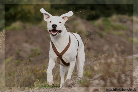 Dogo Argentino Ohren-Wackler