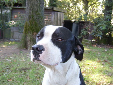 Dogo Argentino Tyson / Dogo-Doggen-Mix