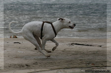 Dogo Argentino Hunde Foto 41961 in höherer Auflösung ansehen Dogo Argentino Geschwindigkeit