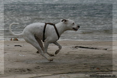 Dogo Argentino Geschwindigkeit