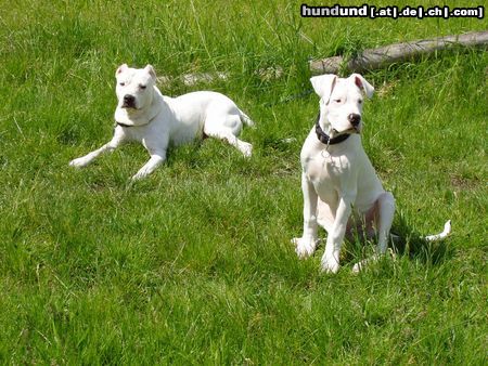 Dogo Argentino Hunde Foto 20778 in höherer Auflösung ansehen Dogo Argentino letztes Jahr im Mai