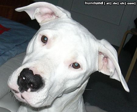 Dogo Argentino Hunde Foto 9958 Dogo Argentino ist sie net süüüüß???