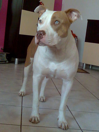 Dogo Argentino Dogo/Am.Staff. Mix    MAXIM