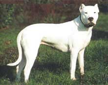 Dogo Argentino Hunde Foto 233 Dogo Argentino