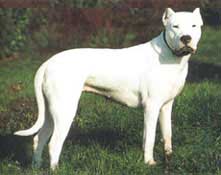 Dogo Argentino