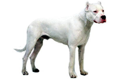 Dogo Argentino